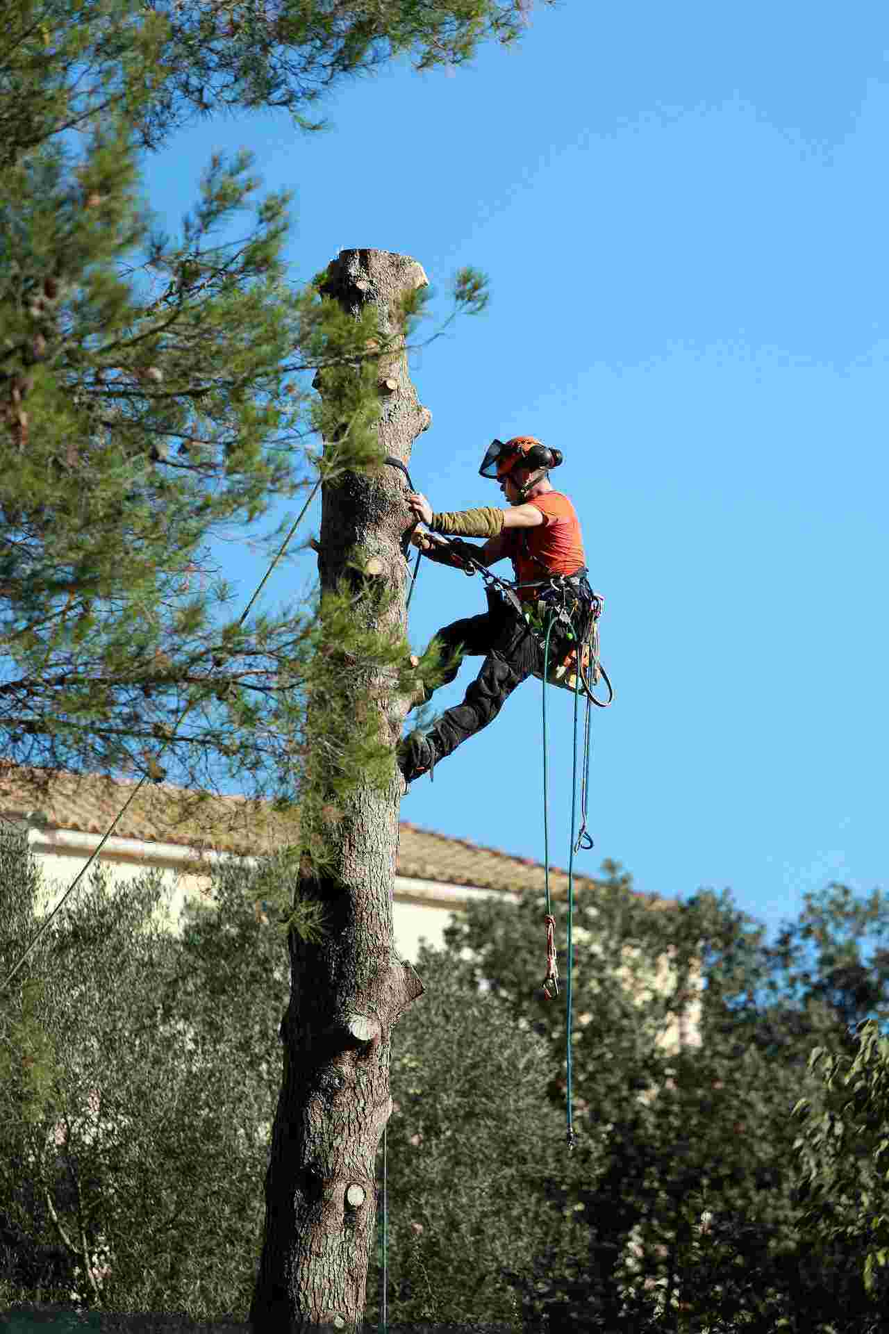 tree trimming and landscaping services